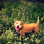 Trágica muerte de perrita pitbull tras huir del ruido de un cuete en Madrid