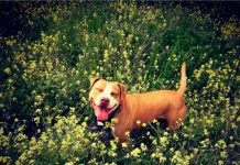 Trágica muerte de perrita pitbull tras huir del ruido de un cuete en Madrid Trágica muerte de perrita pitbull tras huir del ruido de un cuete en Madrid