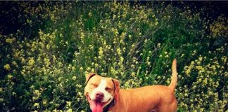 Trágica muerte de perrita pitbull tras huir del ruido de un cuete en Madrid