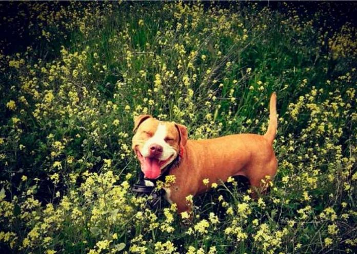 Trágica muerte de perrita pitbull tras huir del ruido de un cuete en Madrid