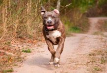 Feroz ataque de perro pitbull dejó a dos niños muertos en Tennessee Feroz ataque de perro pitbull dejó a dos niños muertos en Tennessee