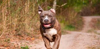 Feroz ataque de perro pitbull dejó a dos niños muertos en Tennessee