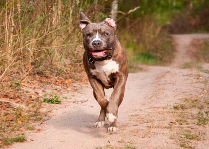 Feroz ataque de perro pitbull dejó a dos niños muertos en Tennessee