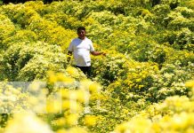 Por esto es que se llama la «Ciudad de las Flores» a Masaya Espectáculo de flores para estas fechas en Masaya