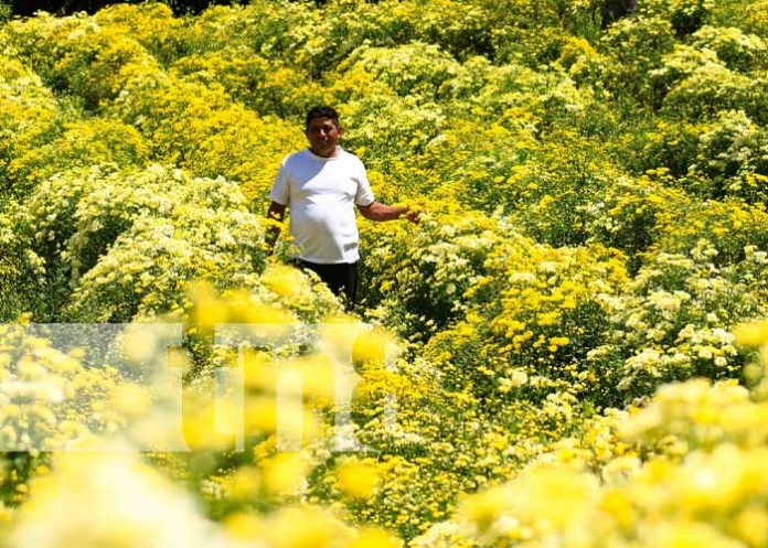 Espectáculo de flores para estas fechas en Masaya