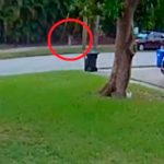 Niña escapa milagrosamente de dos intentos de secuestro en Florida Niña escapa milagrosamente de dos intentos de secuestro en Florida
