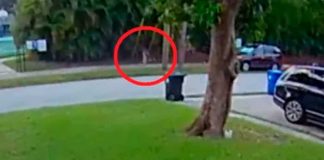 Niña escapa milagrosamente de dos intentos de secuestro en Florida