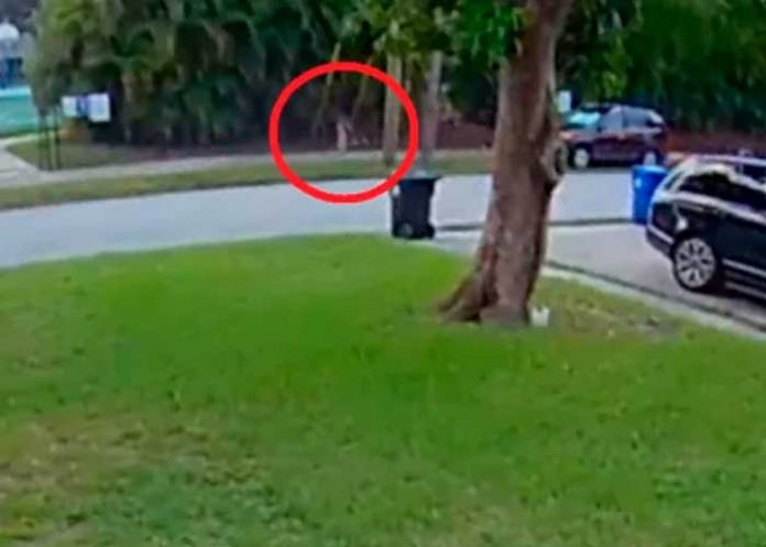 Niña escapa milagrosamente de dos intentos de secuestro en Florida