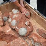 «Interesante» descubren en China huevos de dinosaurio de 80 millones de años Descubren en China huevos de dinosaurio de 80 millones de años
