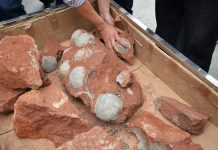 «Interesante» descubren en China huevos de dinosaurio de 80 millones de años Descubren en China huevos de dinosaurio de 80 millones de años