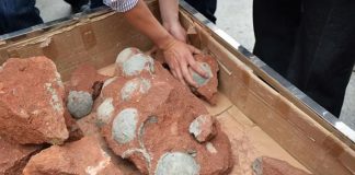 Descubren en China huevos de dinosaurio de 80 millones de años