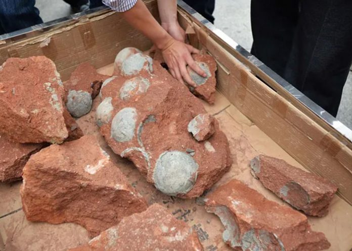 huevos1 Descubren en China huevos de dinosaurio de 80 millones de años