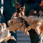 Gripe aviar pone en «jaque mate» varias granjas en Inglaterra Gripe aviar pone en "jaque mate" varias granjas en Inglaterra