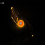 «Impresionante»: La Luna se habría formado súbitamente luego de un enorme impacto