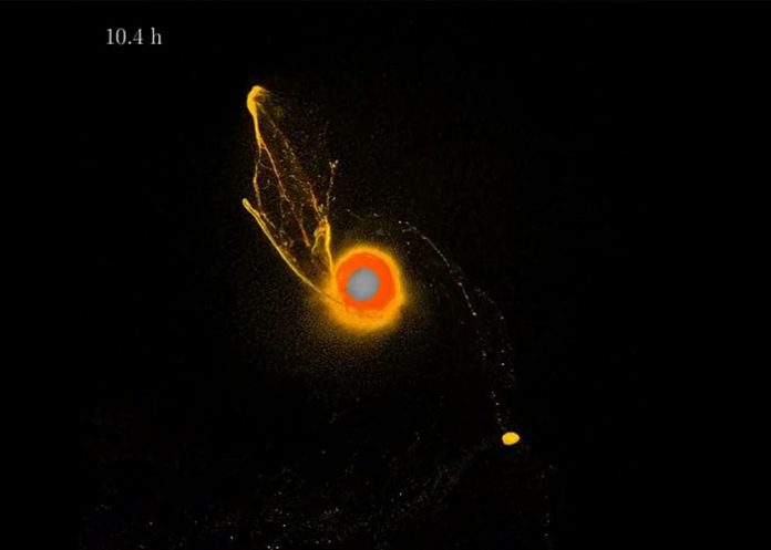 «Impresionante»: La Luna se habría formado súbitamente luego de un enorme impacto