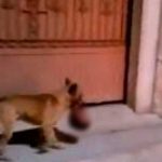 Canino pasea con una «cabeza humana» ensangrentada por Zacatecas Canino pasea con una "cabeza humana" ensangrentada por calles de Zacatecas
