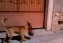 Canino pasea con una "cabeza humana" ensangrentada por calles de Zacatecas