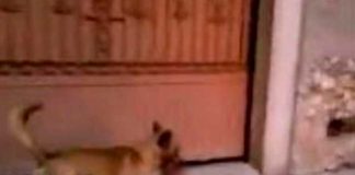 Canino pasea con una "cabeza humana" ensangrentada por calles de Zacatecas
