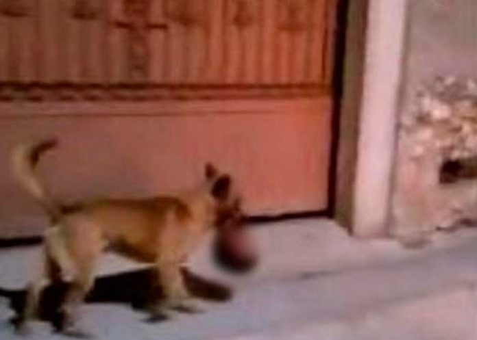 Canino pasea con una 