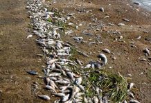 Catástrofe ambiental en Florida aparecen cientos de peces muertos Catástrofe ambiental en Florida aparecen cientos de peces muertos