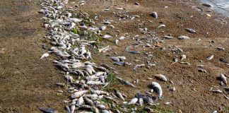 Catástrofe ambiental en Florida aparecen cientos de peces muertos