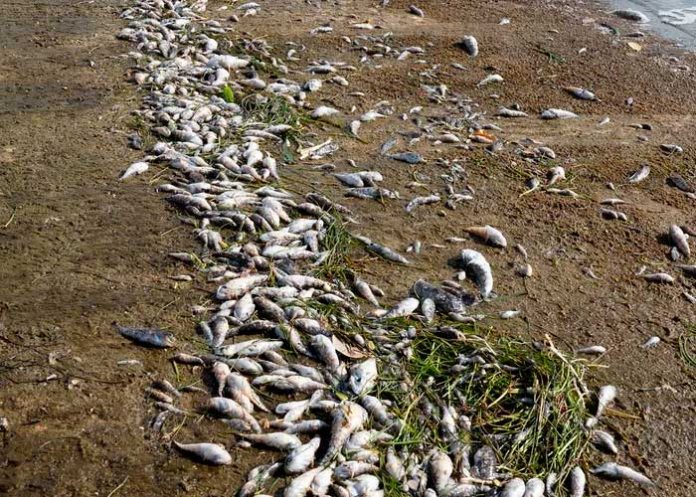 Catástrofe ambiental en Florida aparecen cientos de peces muertos