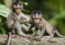 Los monos bajan de los árboles al suelo a causa del cambio climático Los monos bajan de los árboles al suelo a causa del cambio climático