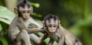 Los monos bajan de los árboles al suelo a causa del cambio climático