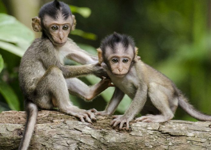 Los monos bajan de los árboles al suelo a causa del cambio climático