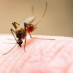 ¿Sabías que los mosquitos pican a unas personas y a otras no? ¿Sabías que los mosquitos pican a unas personas y a otras no?