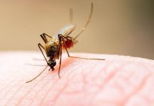 ¿Sabías que los mosquitos pican a unas personas y a otras no?