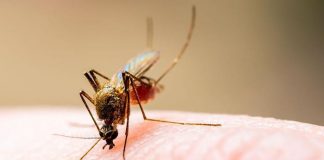 ¿Sabías que los mosquitos pican a unas personas y a otras no?