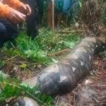 Pitón de más de seis metros devoró a una mujer de 54 años en Indonesia