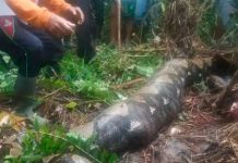 Pitón de más de seis metros devoró a una mujer de 54 años en Indonesia