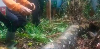 Pitón de más de seis metros devoró a una mujer de 54 años en Indonesia