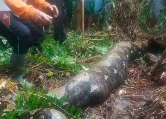 Pitón de más de seis metros devoró a una mujer de 54 años en Indonesia