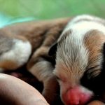 ¡Humillante! Jefe obliga a migrante amamantar a sus perros en Arabia Saudita ¡Humillante! Jefe obliga a mujer amamantar a cachorros en Arabia Saudita