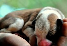 ¡Humillante! Jefe obliga a mujer amamantar a cachorros en Arabia Saudita