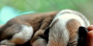 ¡Humillante! Jefe obliga a mujer amamantar a cachorros en Arabia Saudita