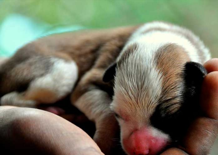 ¡Humillante! Jefe obliga a mujer amamantar a cachorros en Arabia Saudita