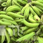 Conozca la imponente producción de plátano en la Isla de Ometepe Producción de plátano en la Isla de Ometepe