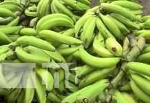 Conozca la imponente producción de plátano en la Isla de Ometepe Producción de plátano en la Isla de Ometepe