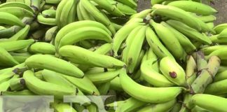 Producción de plátano en la Isla de Ometepe