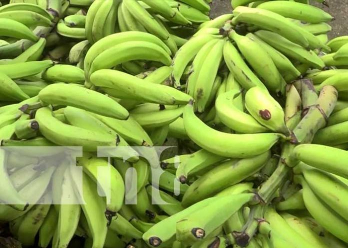 Producción de plátano en la Isla de Ometepe