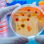 19 hongos que «amenazan la salud mundial» han sido publicados por la OMS La OMS publica la lista de hongos que amenazan la salud