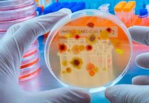 La OMS publica la lista de hongos que amenazan la salud 
