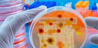 La OMS publica la lista de hongos que amenazan la salud 
