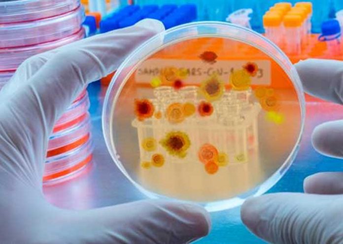 La OMS publica la lista de hongos que amenazan la salud 