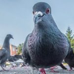 Increíble: Logran controlar el cerebro de aves mediante energía solar Científicos chinos logran controlar el cerebro de aves