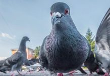 Científicos chinos logran controlar el cerebro de aves